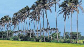 Perú, un país ideal para el estudio y fotografía de palmeras