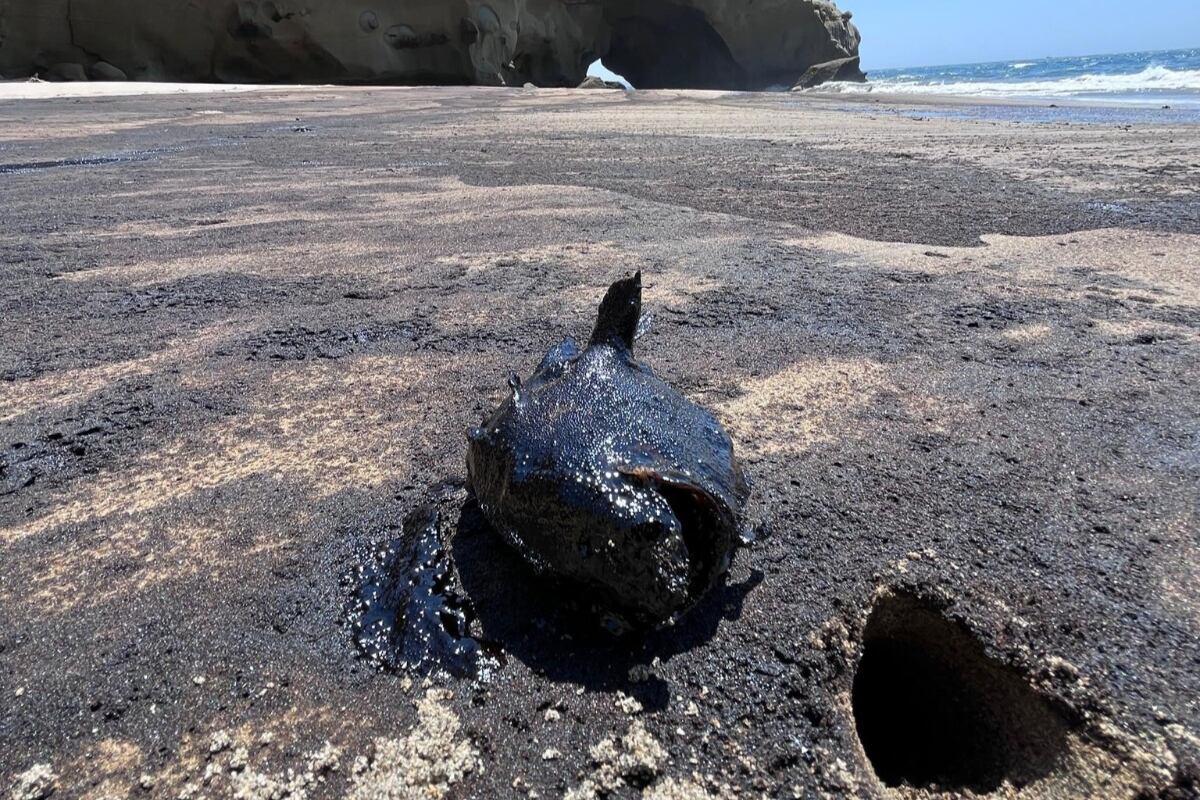 Derrame de petróleo en la playa Capullanas, Piura, en subió las alarmas esta tarde. (Foto: Difusión)