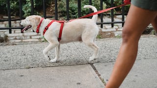 Cuarentena en Lima: cómo y en qué horarios pasear a mi perro