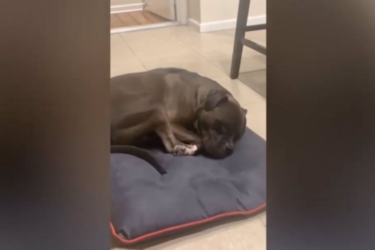 Conoce a Thor, el perro que suena igual que el clásico personaje de dibujos animados cuando ronca. (Foto: YOUTUBE/VIDELO)