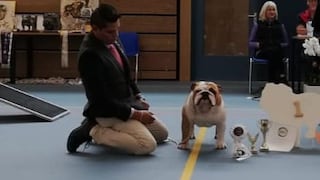 Facebook: Thor, el bulldog que está dejando en alto al Perú en Holanda [VIDEO]