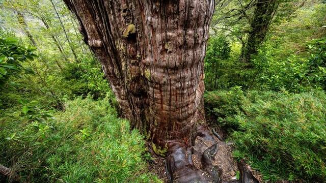 El árbol más antiguo del mundo es de Sudamérica: dónde está