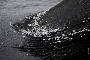 El Niño vuelve a poner en alerta a la industria de la anchoveta: este es el escenario y las implicancias