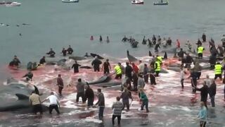 Masacraron a 180 ballenas durante ritual tradicional en las Islas Feroe
