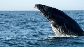 Detectan número récord de ballenas jorobadas en Australia