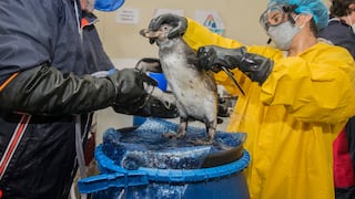 Más de 100 aves marinas han sido llevadas al Parque Las Leyendas para ser rehabilitadas tras derrame de petróleo