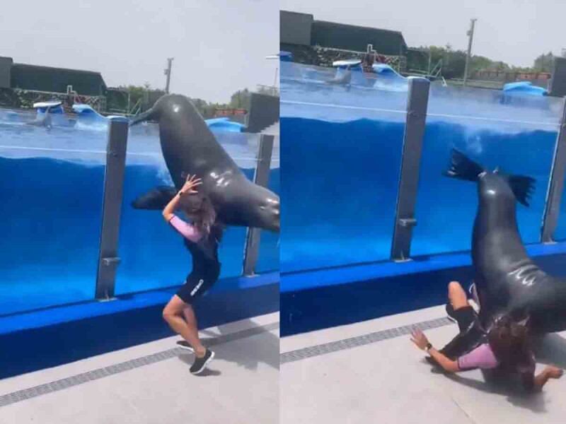 Lobo marino cae sobre su entrenadora en parque de diversiones acuático (foto: captura)