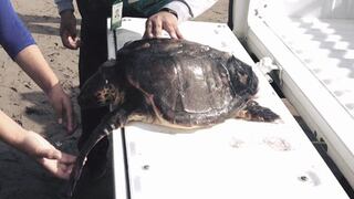 Tortuga marina fue hallada en Tacna con serio daño por costal