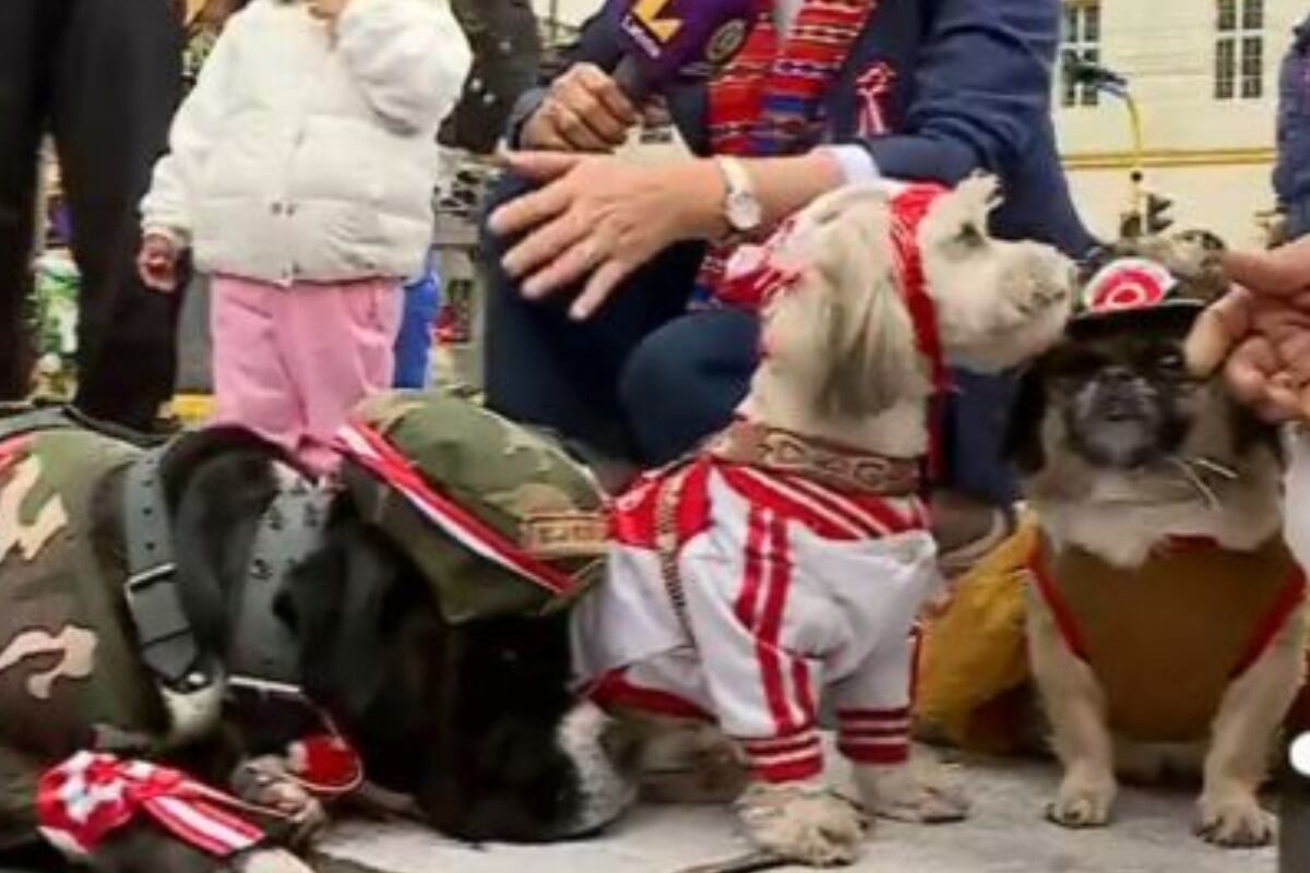 Perritos disfrazados por Fiestas Patrias en la avenida Brasil. (Foto: Latina)