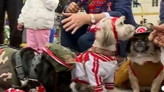 Fiestas Patrias: Perros disfrazados causan sensación en Desfile Cívico Militar