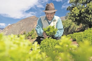 Tribunal Constitucional ordena al MEF emitir una nueva metodología para el pago de los bonos de la deuda agraria