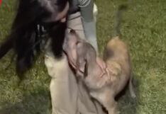 Denuncian envenenamiento masivo de perros en el Callao: 17 canes perdieron la vida