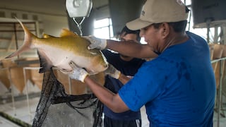 Créditos para desarrollo de pesca artesanal y acuicultura alcanzaron los S/12 millones en 2019