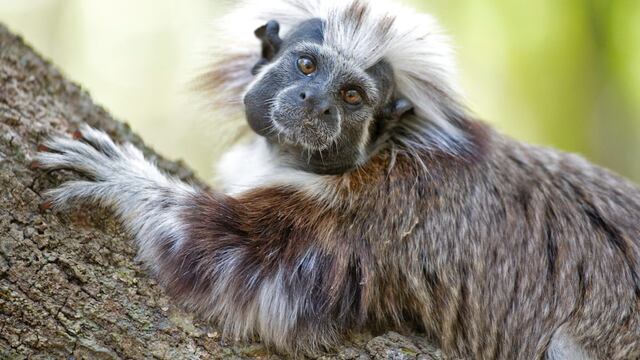 Proyecto Tití: el esfuerzo por proteger a un primate y a un bosque en peligro de extinción en Colombia