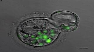 Logran que embriones clonados produzcan células de insulina