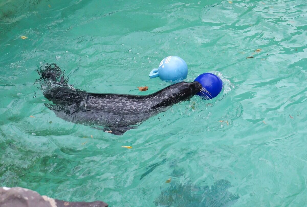 Stryker eligió entre dos boyas que decían “frío” y “gélido”. Eligió la segunda. (Foto: Facebook | Aquarium of Niagara)