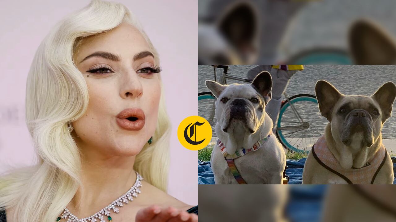 Lady Gaga se libró de pagar la recompensa a la mujer que encontró a sus mascotas y que fue implicada en el secuestro | Foto: Composición EC