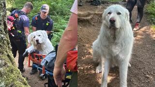 Rescatistas salvan a perro de 160 libras, cargándolo por una montaña de Oregón tras lesión en su pata