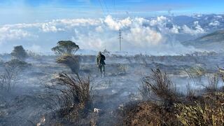 La polémica que llega después de los incendios: ¿reforestar o restaurar?
