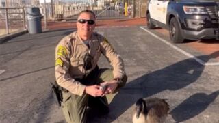 El sargento Hank, un ganso canadiense que es el nuevo ‘ayudante’ en estación policial en Los Ángeles