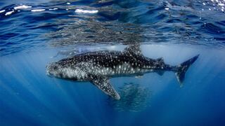 Nuevo proyecto de megacruceros amenaza al pez más grande del mundo en Baja California Sur