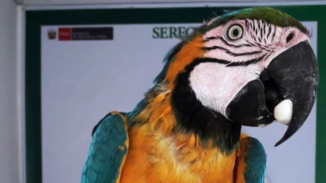 Piura: 13 aves de fauna silvestre atrapadas en jaulas fueron rescatadas por Serfor