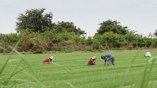 AGAP en CADE 2021: Empresarios deben comprometerse más para avanzar en formalización del sector agroexportador