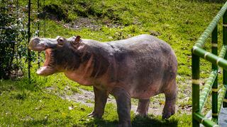“El manejo de los hipopótamos en Colombia debe ser con la razón y no con el corazón”
