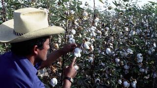 El Niño: elaboran plan de contingencia para el algodón en Piura