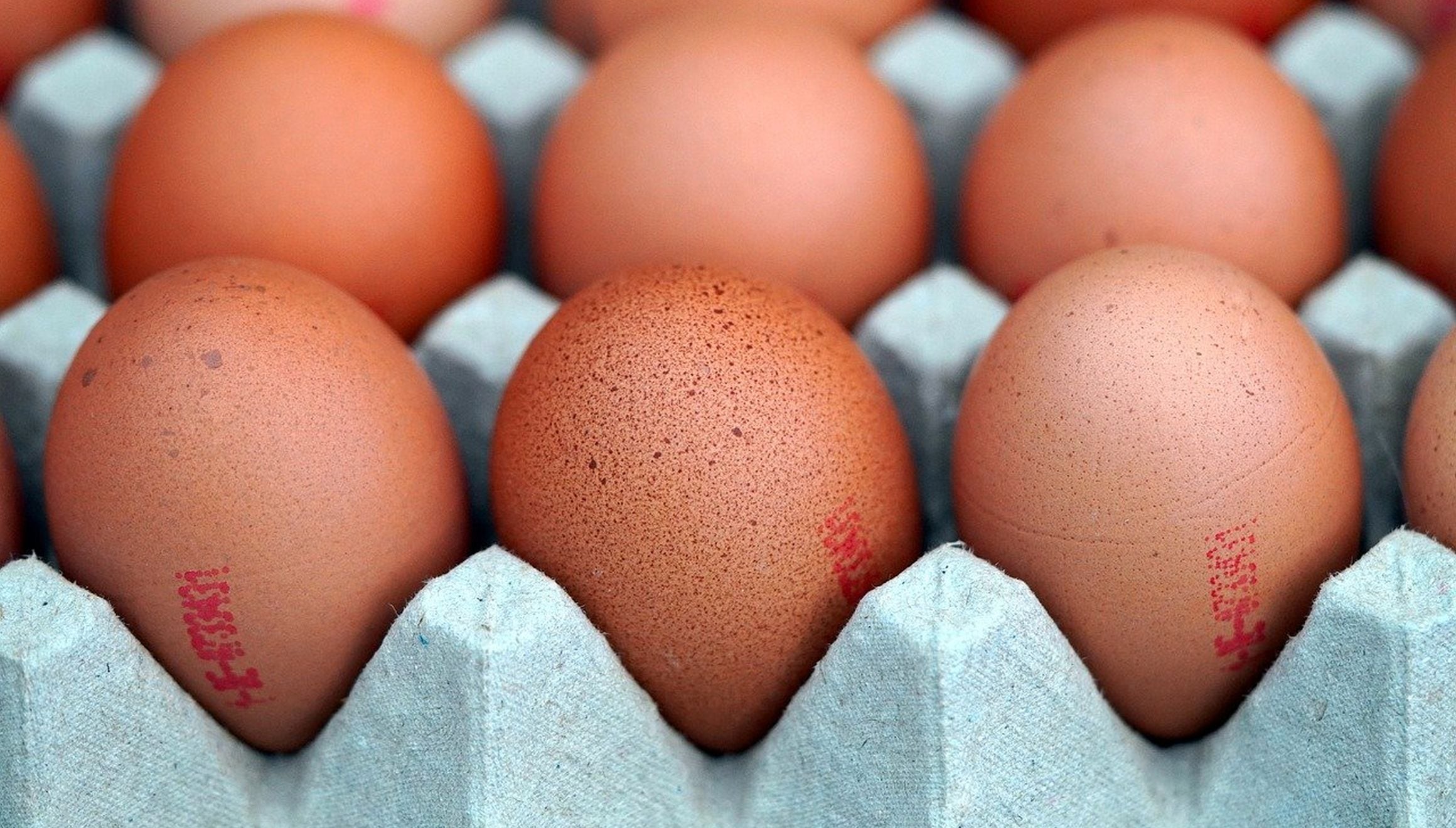 Conoce los detalles de los huevos con riesgo de salmonella y no los consumas (Foto: Matthias Böckel / Pixabay)