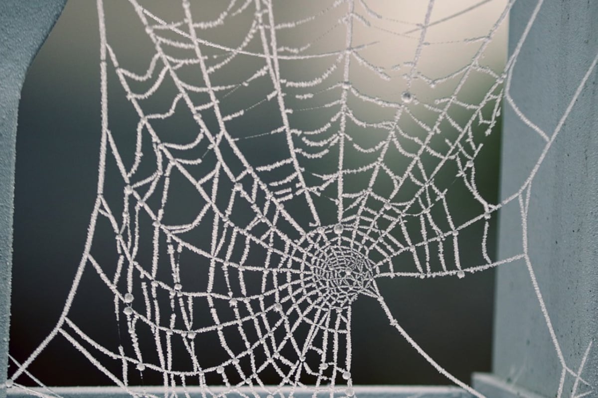 Algunas telarañas son venenosas y pueden traer varios problemas. (Imagen: Pixabay)