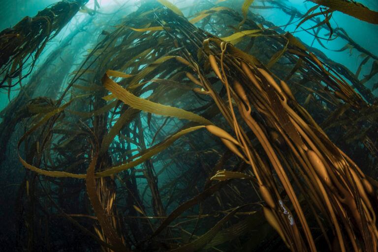 Imagen de referencia. Bosque de algas en Pisagua. Foto: Eduardo Sorensen-Oceana Chile