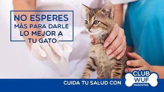Asistencia veterinaria ahora también para gatos