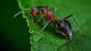 IA ayuda a crea el primer mapa de información y diversidad global sobre las hormigas 