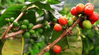 Lluvias prolongadas afectan la producción del café y la quinua