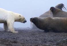 "Una auténtica batalla de titanes": el momento en que un oso polar se enfrentó a una manada de morsas