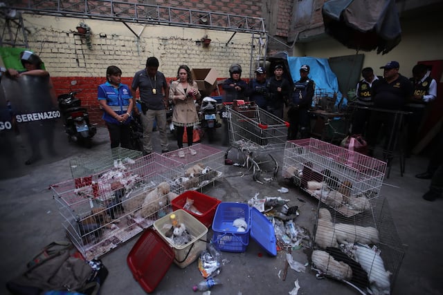 Los animales fueron llevados a la Veterinaria Municipal de Lima para evaluar su estado de salud. Posteriormente, serán puestos en adopción. (Foto: Antonio Melgarejo/ @photo.gec)