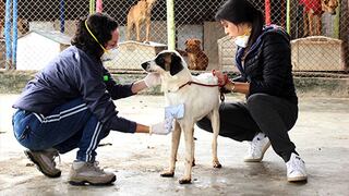 Voluntarios marcaron la diferencia para 90 perros de albergue auspiciado por WUF
