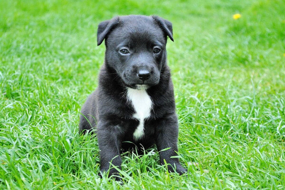 En la foto se puede apreciar a un cachorro jugando en el jardín. | Imagen referencial: Pixabay