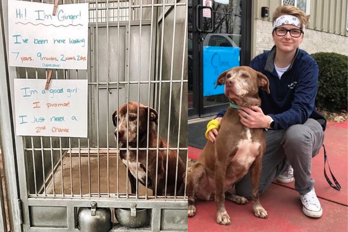 'Ginger' tiene 9 años y pasó gran parte de su vida en el albergue de Dogwood de Missouri. (captura)