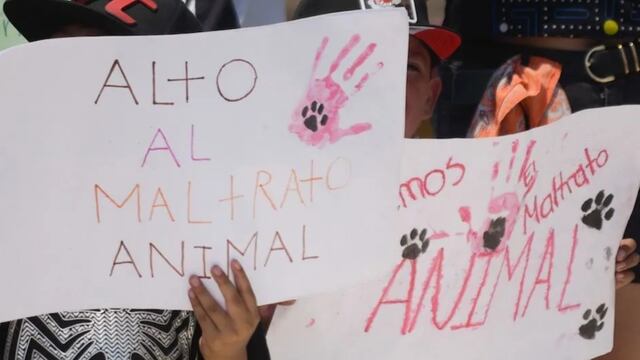 Marcha contra maltrato animal en México, 25 de junio | ¿Por qué hay protestas y en qué estados?