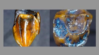 Un diente fósil pone en duda el origen africano del ser humano