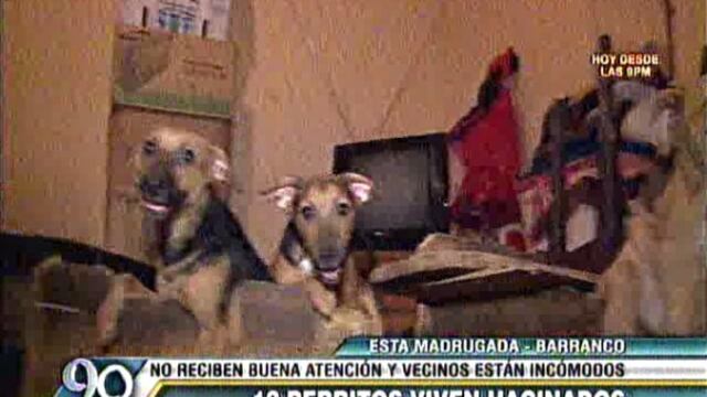 Barranco: 30 perros vivían en pésimas condiciones en dos casas