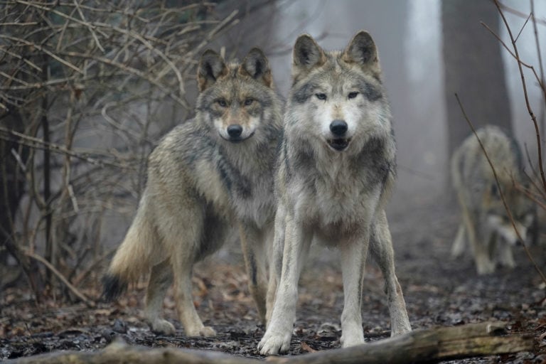 El lobo gris mexicano, en peligro de extinción, comenzó a resurgir en el norte del país y científicos creen que puede ayudar a recuperar ecosistemas (Foto: Wolf Conservation Center)