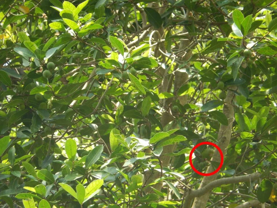 Vuelo de fantasía: el loro camuflado ha sido rodeado y escondido entre el follaje.Crédito: Getty