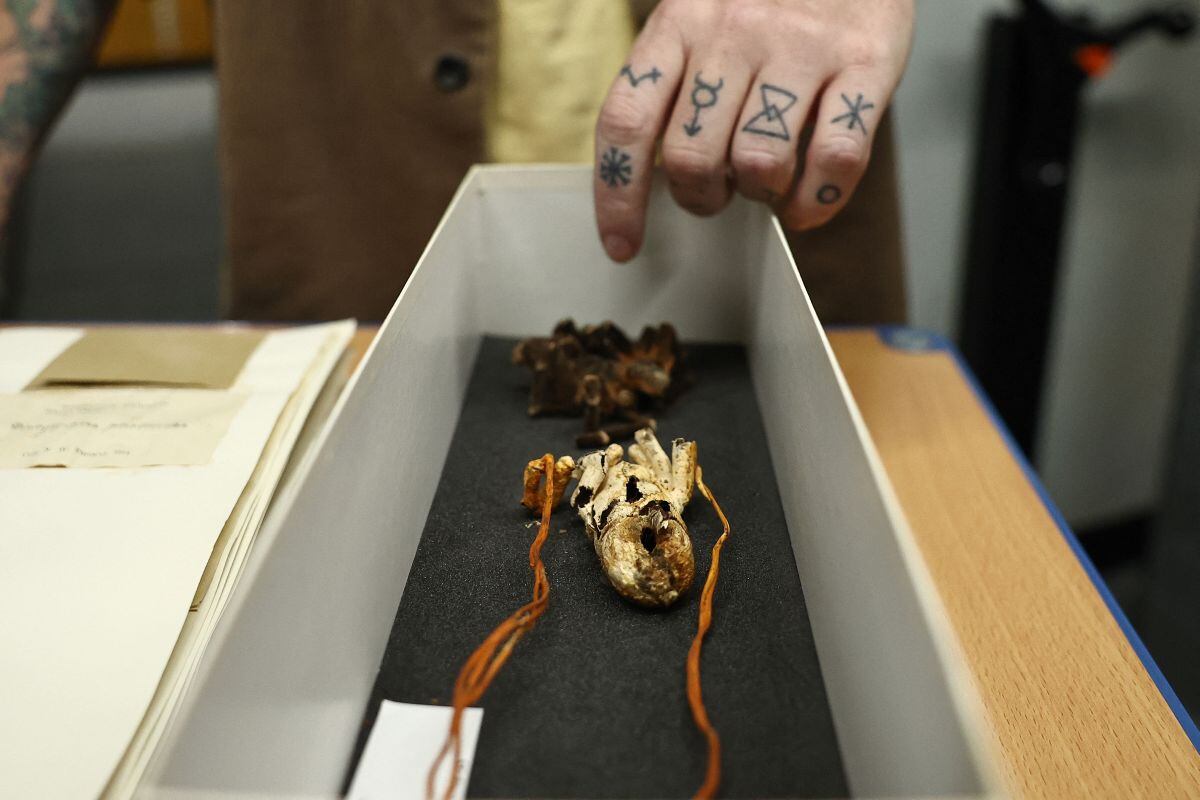 Una muestra del cadáver de una tarántula infectada con Cordyceps caloceroides se encuentra dentro de una caja en el Fungarium del Real Jardín Botánico de Kew, al oeste de Londres, el 6 de octubre de 2023 (Foto: Henry Nicholls / AFP)
