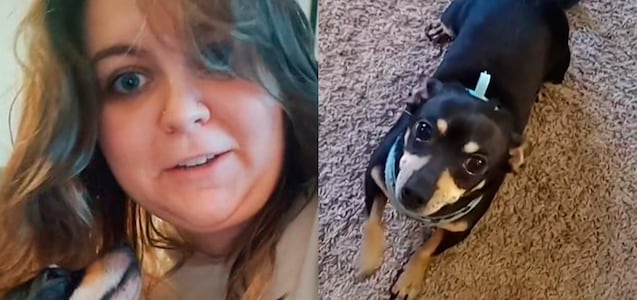Mujer de EEUU se “indigna” porque el perro que adoptó solo entiende español