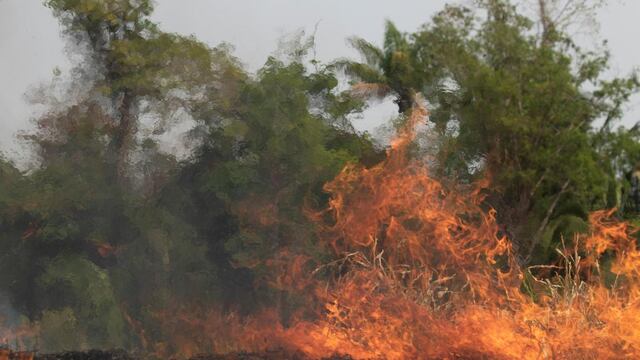 Incendios forestales destruyen 500 hectáreas de cobertura naturalen 6 regiones