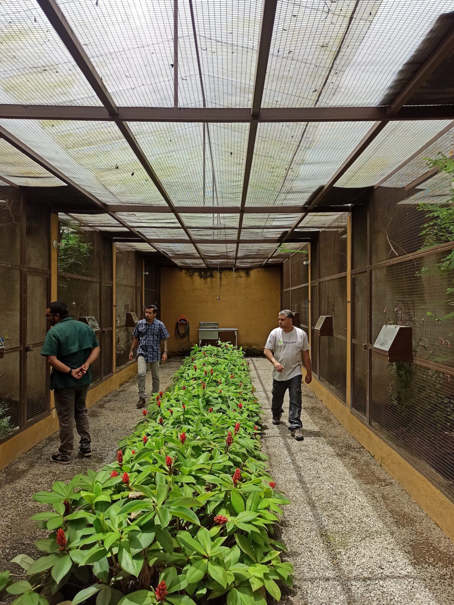 Zona de Aviarios del Centro de Conservación del Cardenalito en Venezuela (CCCV). Foto: Provita