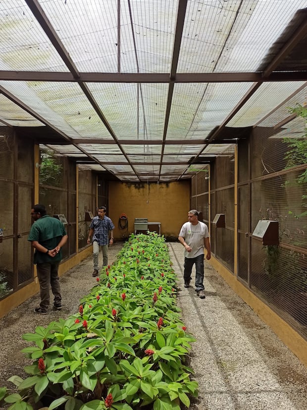 Zona de Aviarios del Centro de Conservación del Cardenalito en Venezuela (CCCV). Foto: Provita